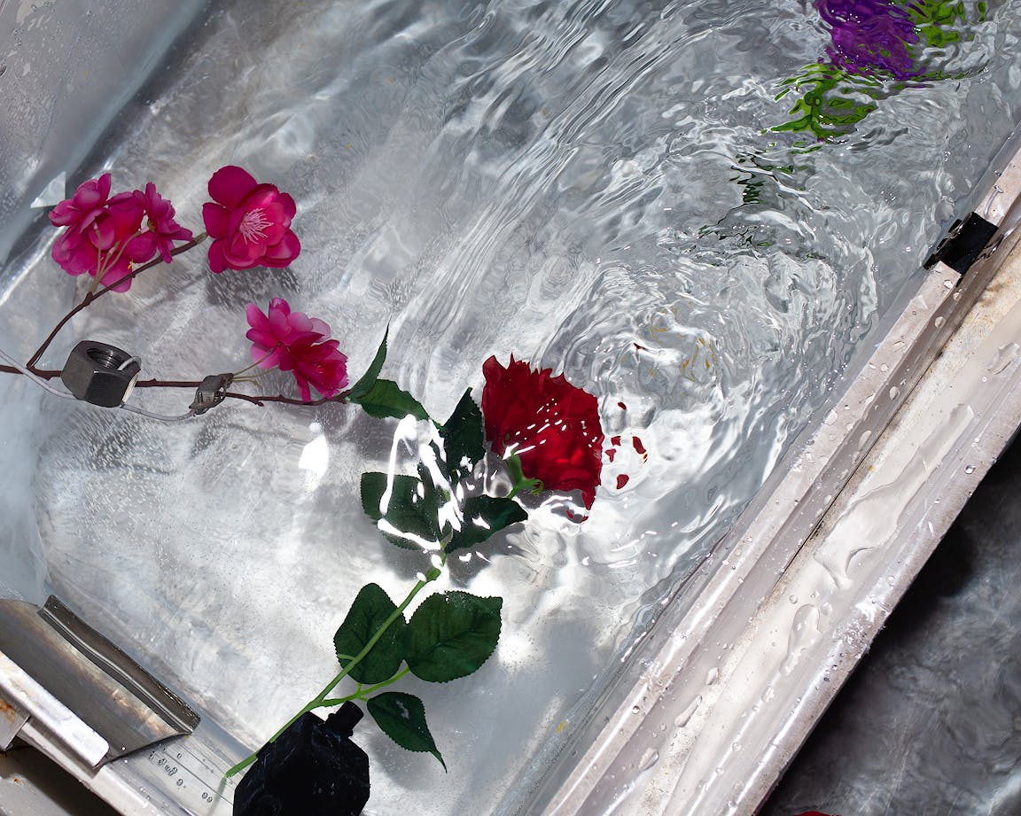 Roses in a tub of water.